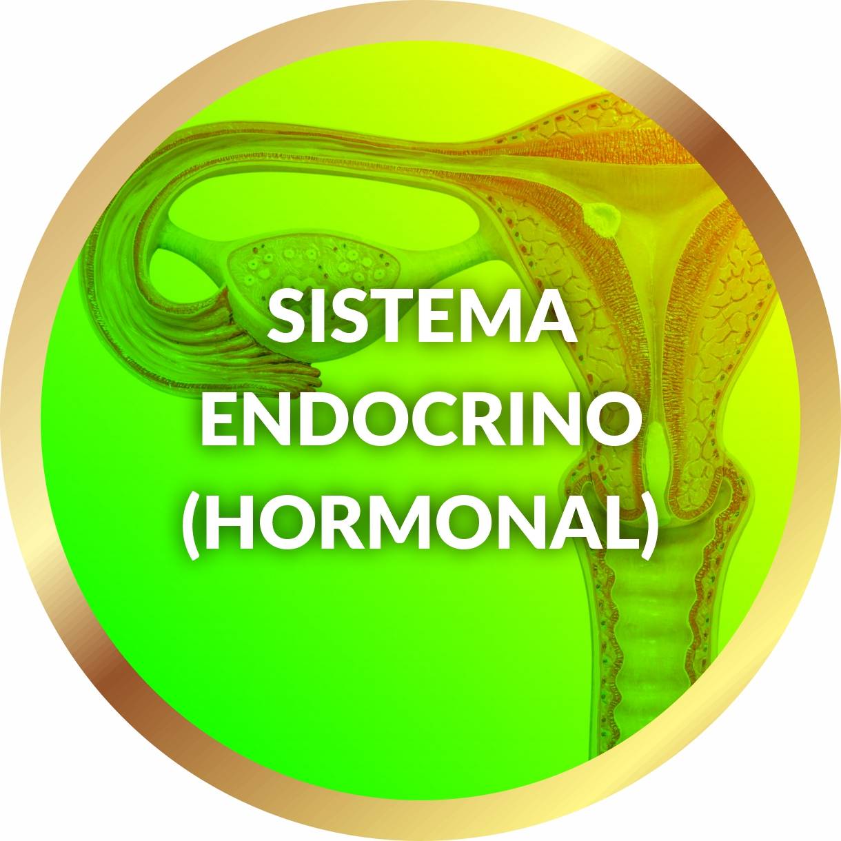 Sistema Endocrino  